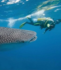 Image of a diver swimming with a whale shark 