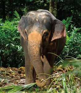 Image of an elephant in Thailand