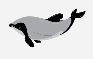 Dolphin Illustration