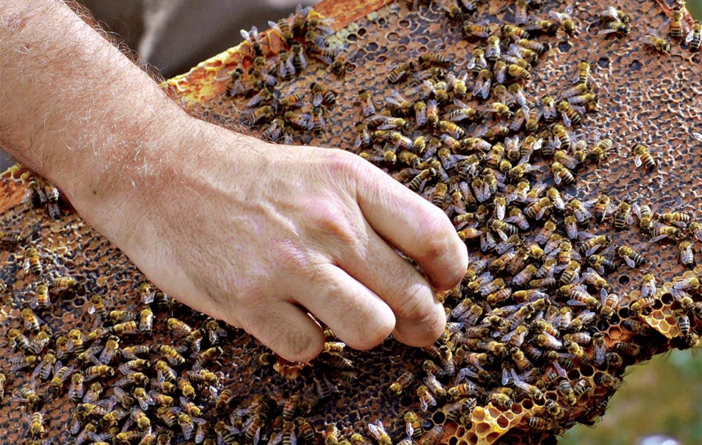 Image of man's hand picking up a bee.
