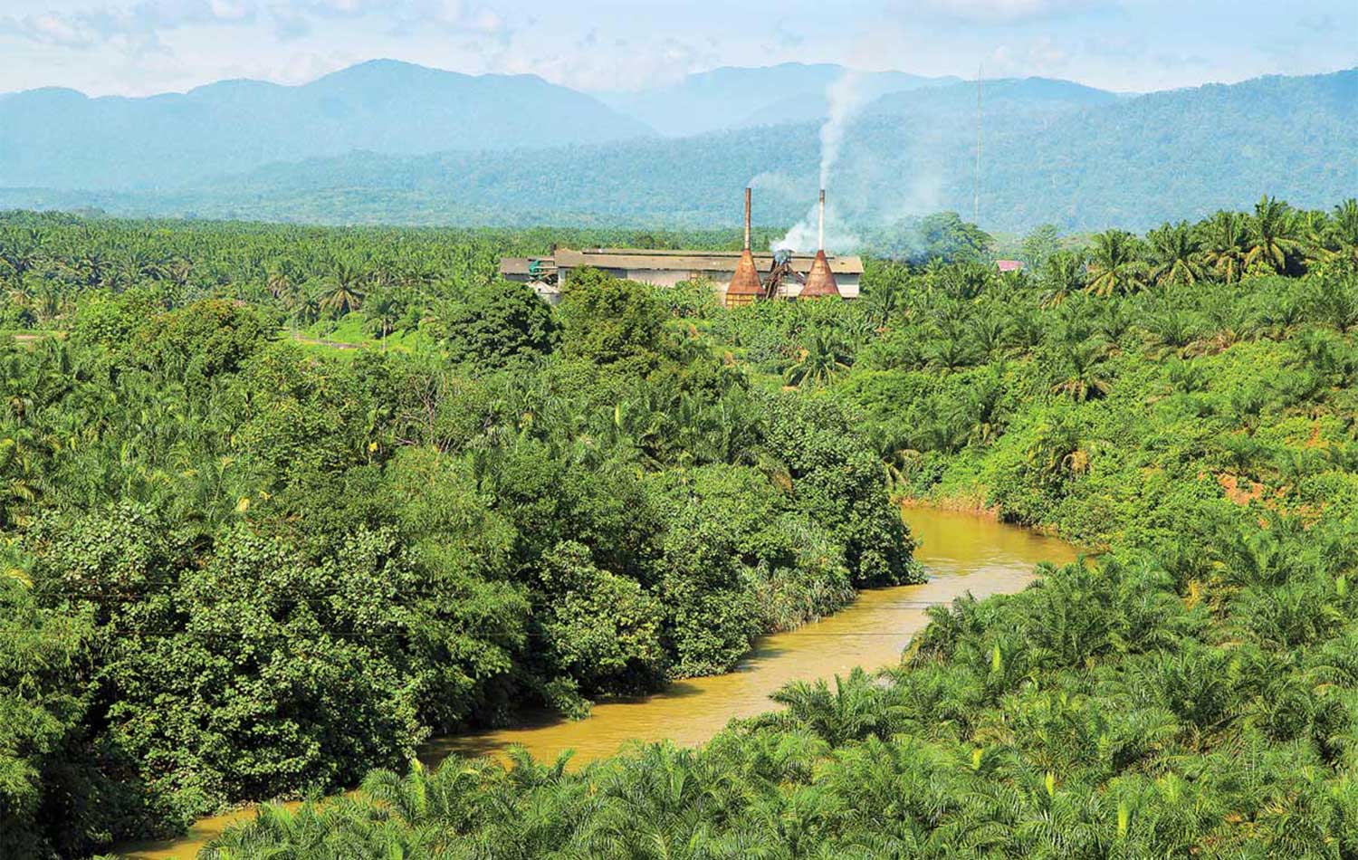Environment surrounding palm oil production