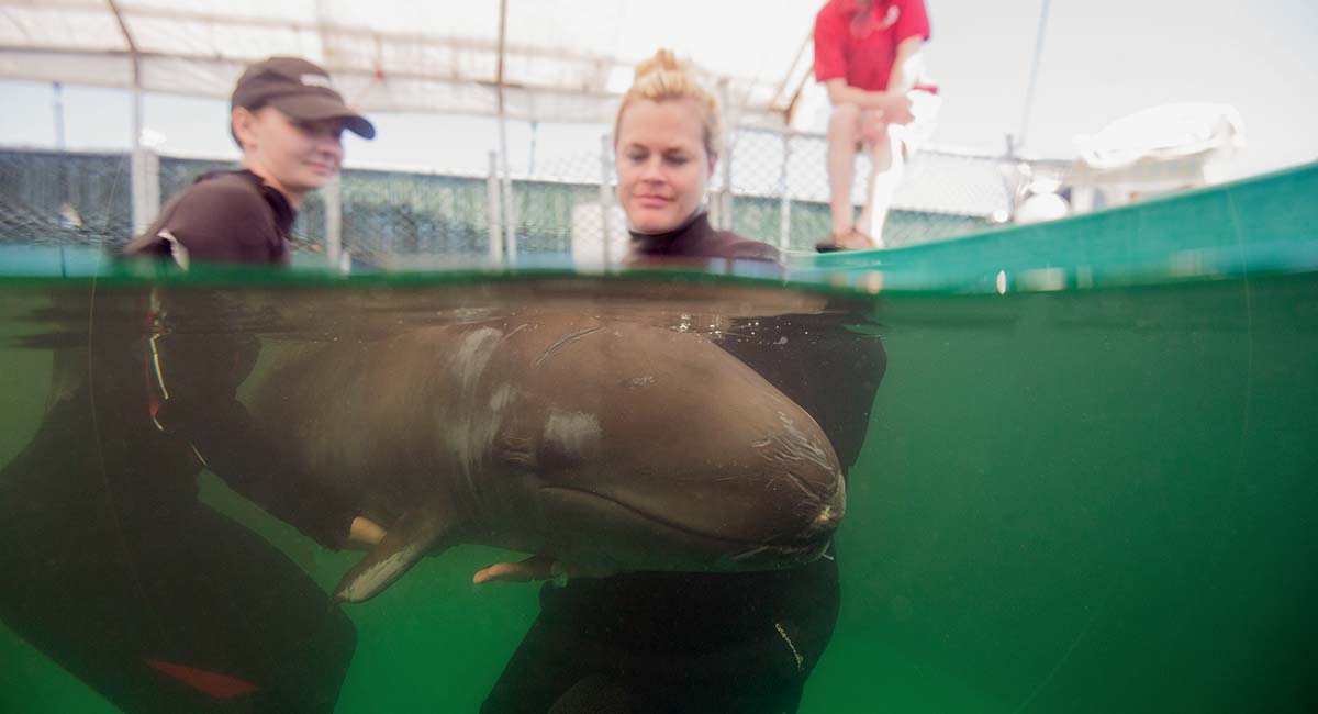 Vancouver Aquarium’s Marine Mammal Rescue Centre rehabilitates Chester