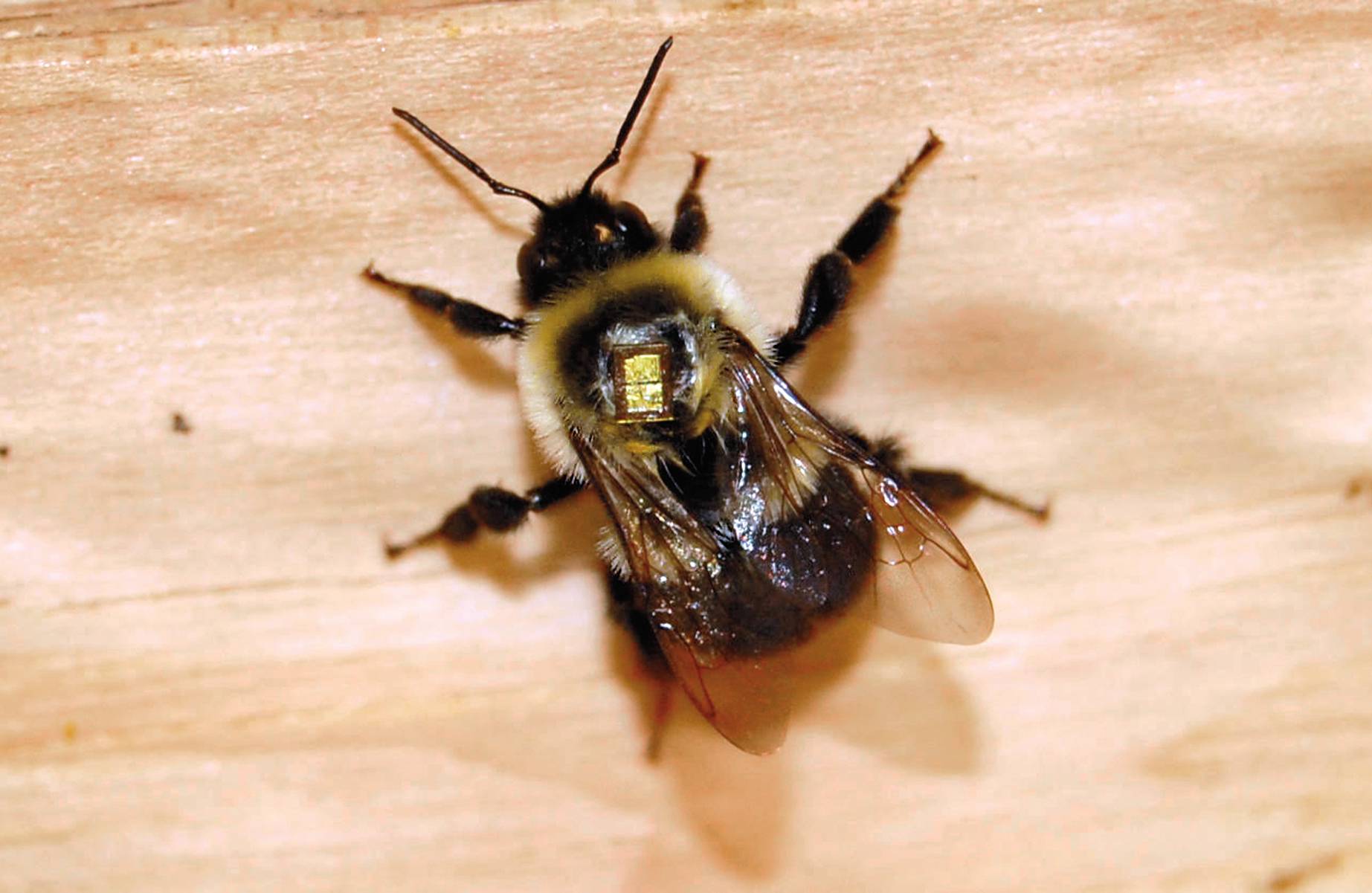 bee with tracking device