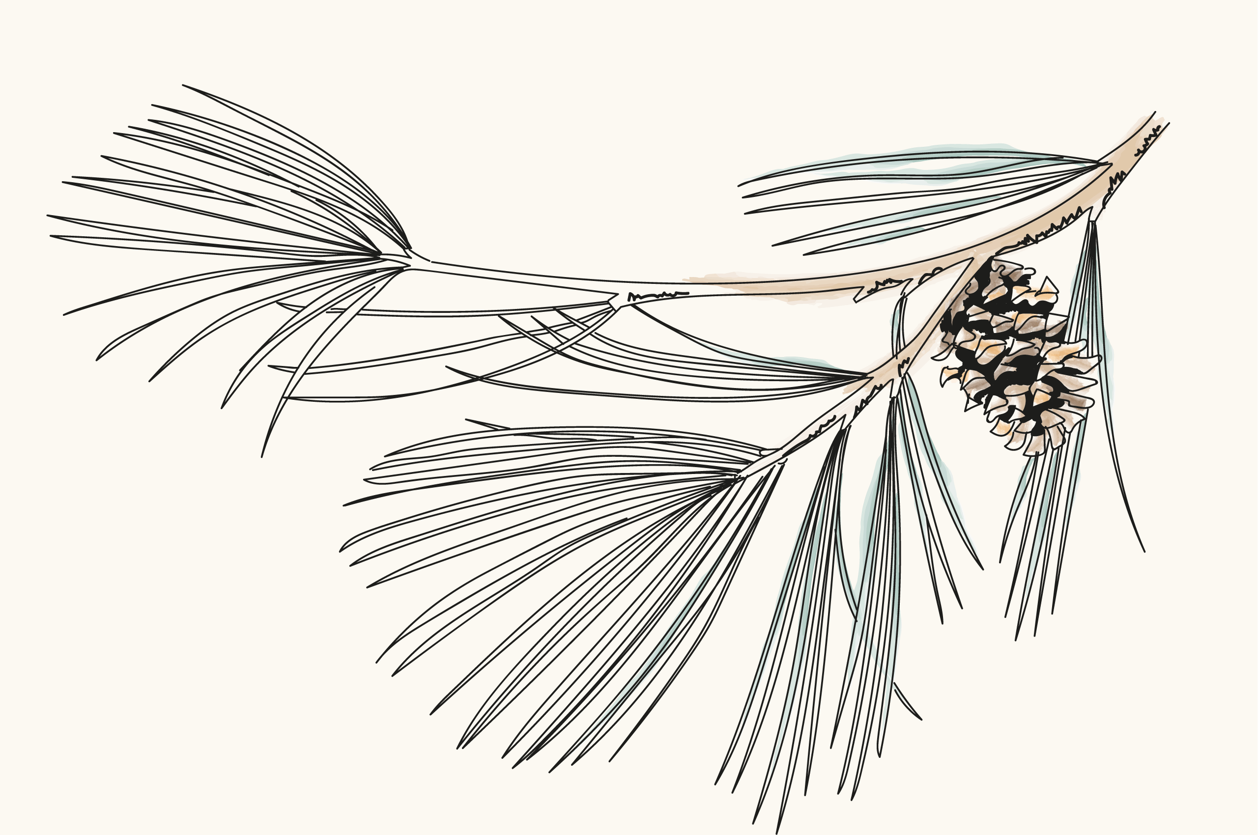conifer-sketch
