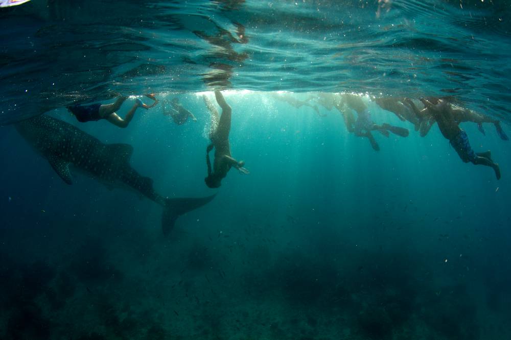 swimming-with-whale-shark