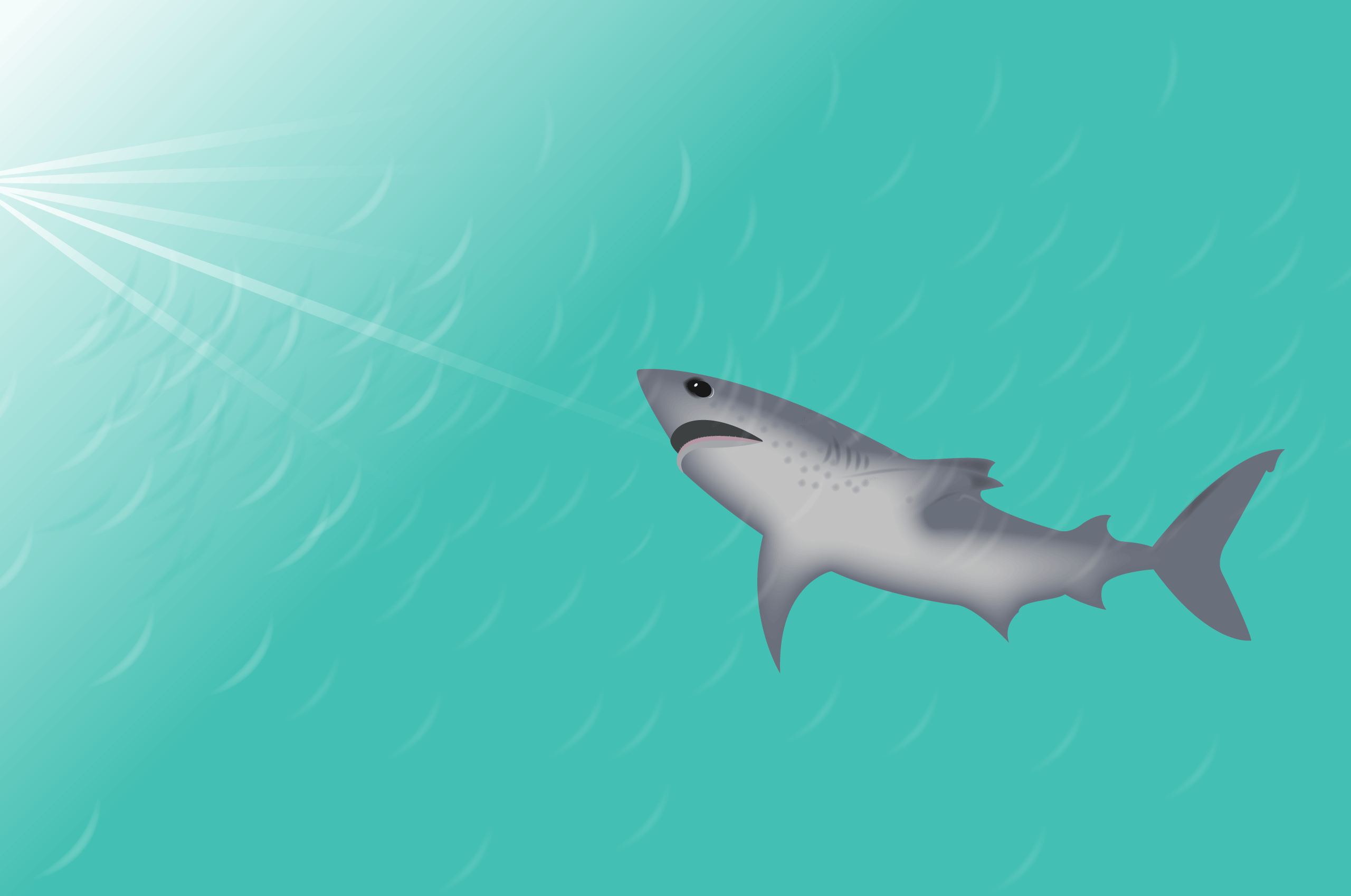 salmon-shark