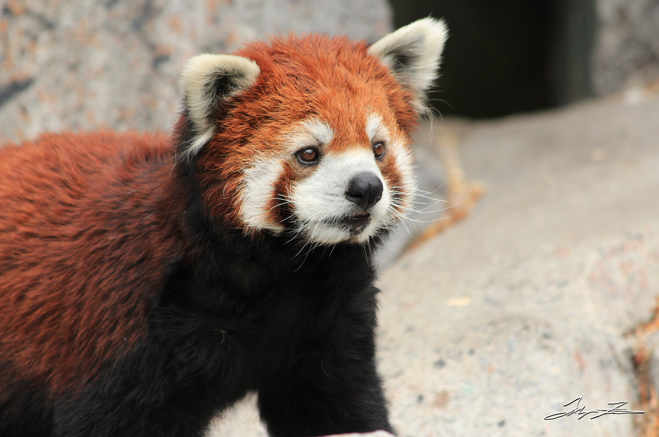 A red panda, captured by photographer and DPUB student Alayna Fairman