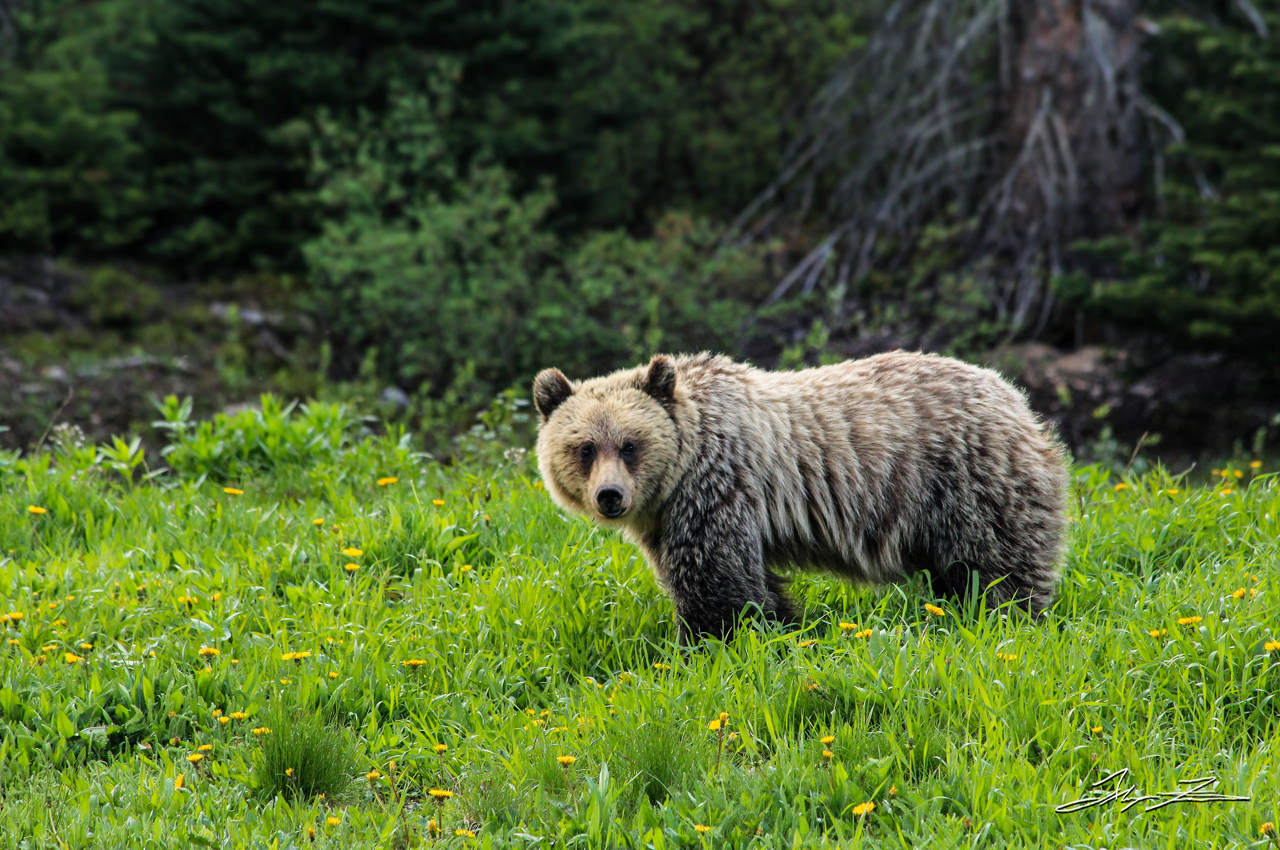 A grizzly bear, captured by photographer and DPUB student Alayna Fairman